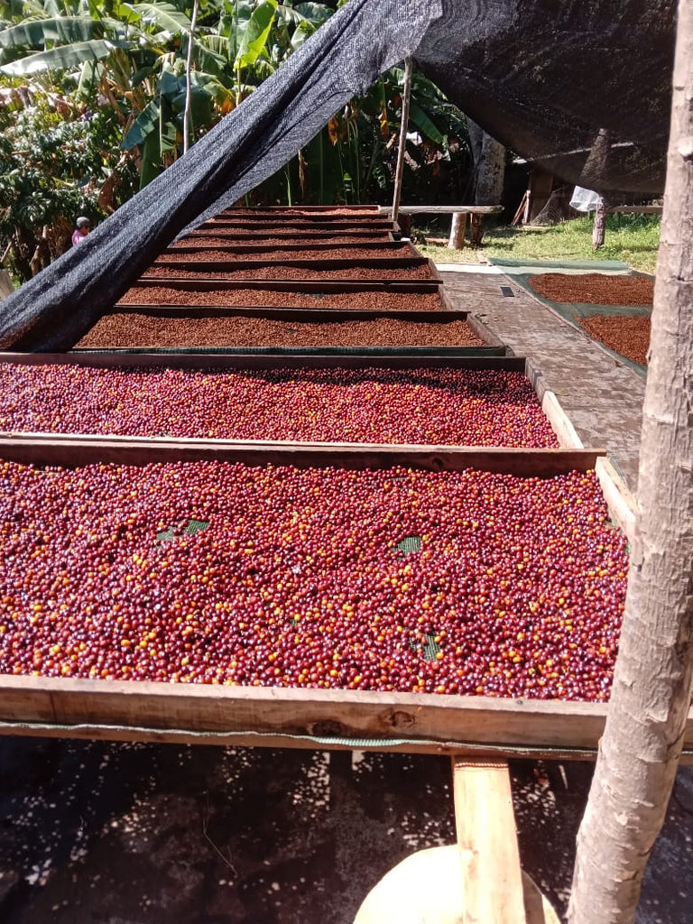 Finca La Cañada